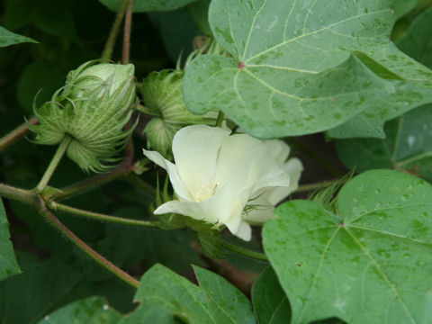 Gossypium hirsutum cv. Watagashi