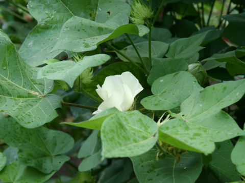 Gossypium hirsutum cv. Watagashi