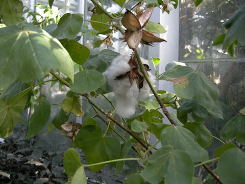 Gossypium hirsutum