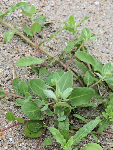 Chenopodium glaucum