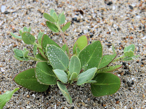 Chenopodium glaucum