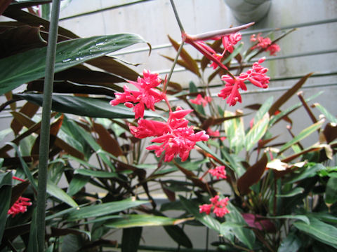 Stromanthe sanguinea