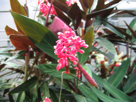 Stromanthe sanguinea