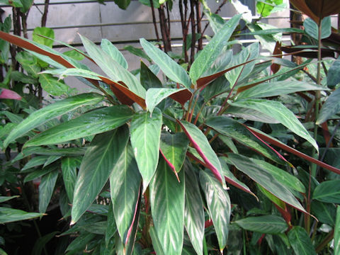 Stromanthe sanguinea