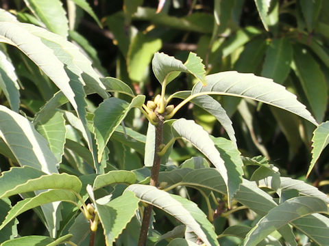 Quercus salicina