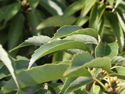 Quercus salicina