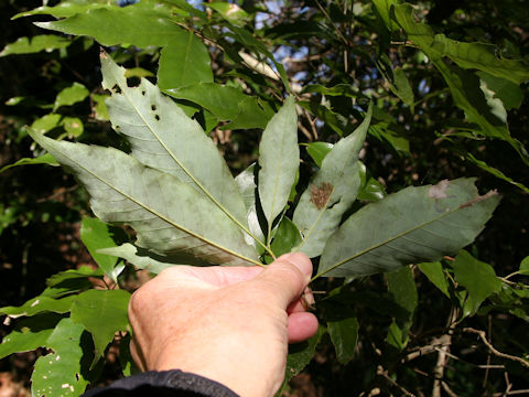Quercus salicina