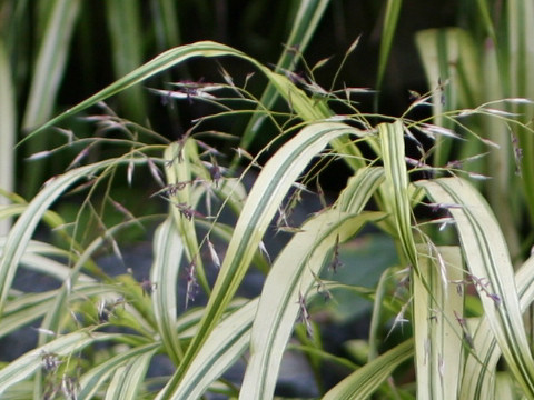 Hakonechloa macro cv. Aureola