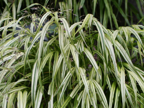 Hakonechloa macro cv. Aureola