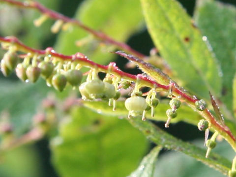 Leucothoe grayana var. hypoleuc