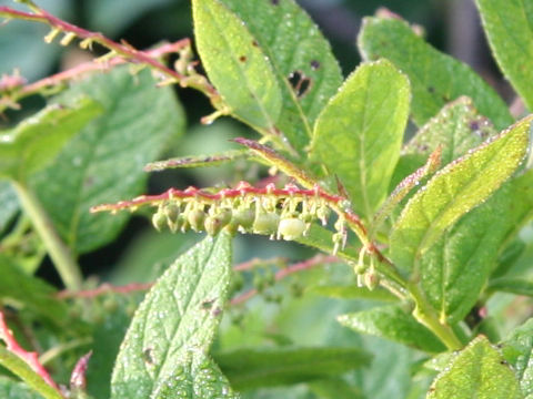 Leucothoe grayana var. hypoleuc