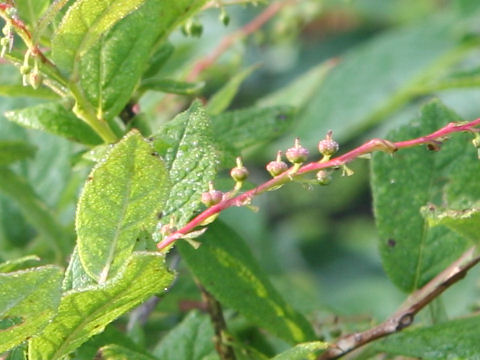 Leucothoe grayana var. hypoleuc