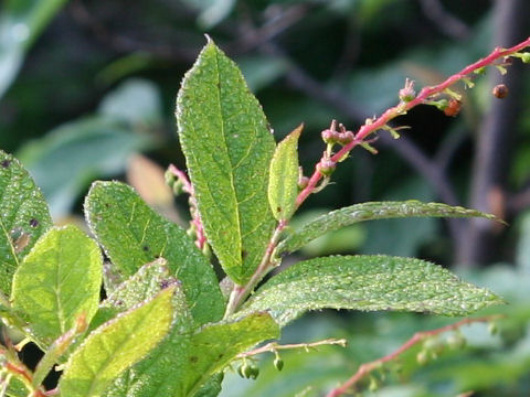 Leucothoe grayana var. hypoleuc