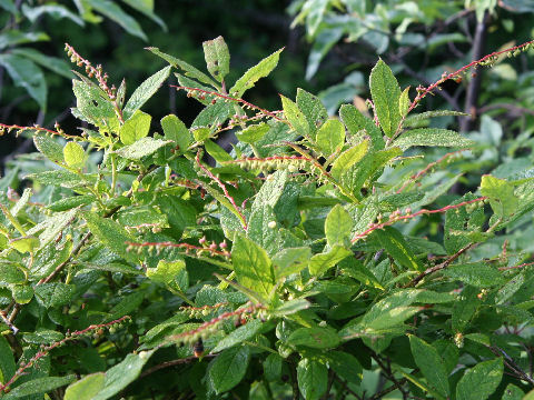 Leucothoe grayana var. hypoleuc