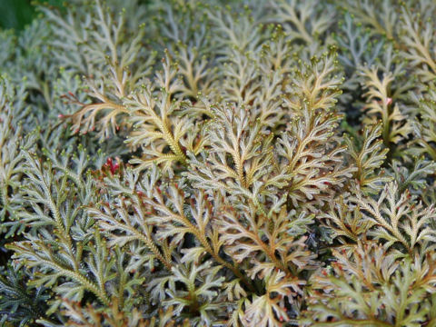 Selaginella umbrosa