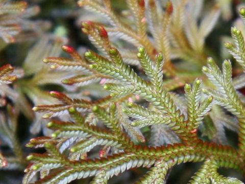 Selaginella umbrosa