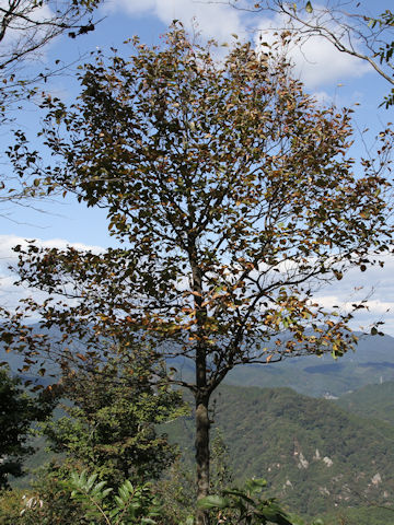 Sorbus japonica