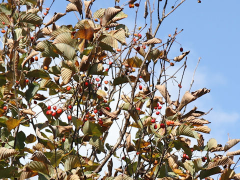 Sorbus japonica