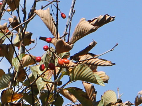 Sorbus japonica