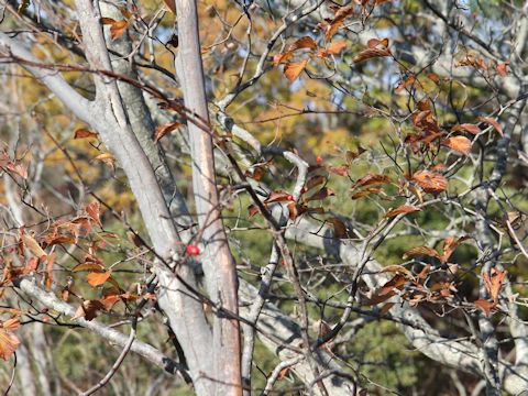 Sorbus japonica