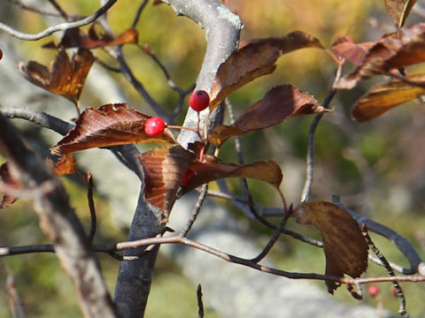 Sorbus japonica