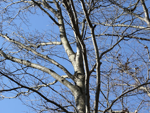 Sorbus japonica