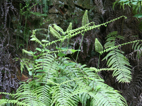 Gleichenia japonica