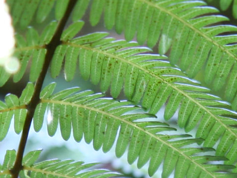 Gleichenia japonica