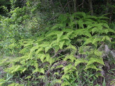 Gleichenia japonica