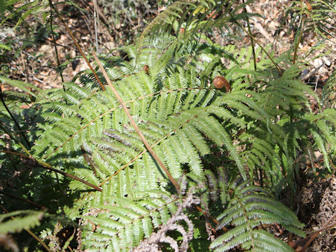 Gleichenia japonica