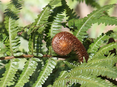 Gleichenia japonica