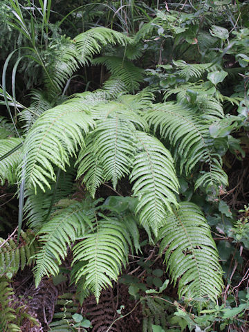 Gleichenia japonica