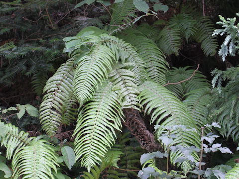 Gleichenia japonica