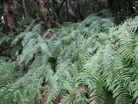 Gleichenia japonica