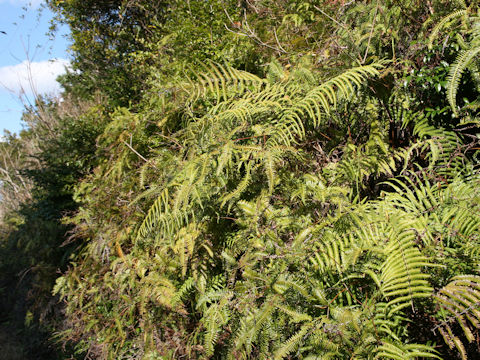 Gleichenia japonica