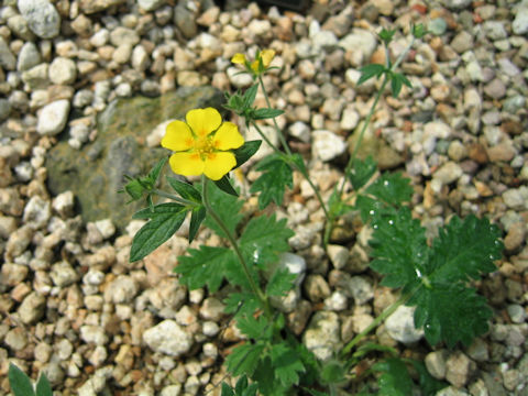 Potentilla nivea