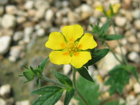 Potentilla nivea