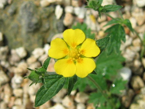 Potentilla nivea