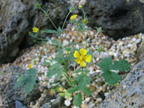 Potentilla nivea