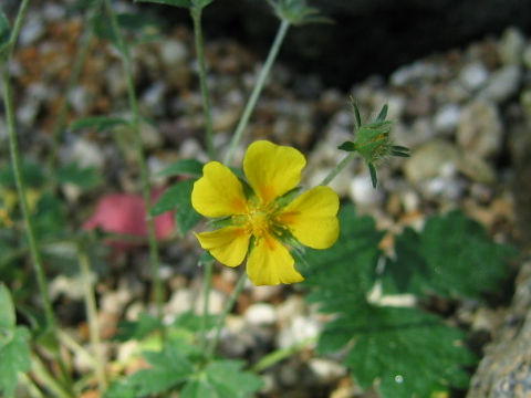 Potentilla nivea