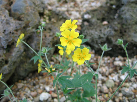 Potentilla nivea