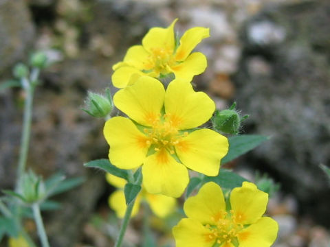 Potentilla nivea