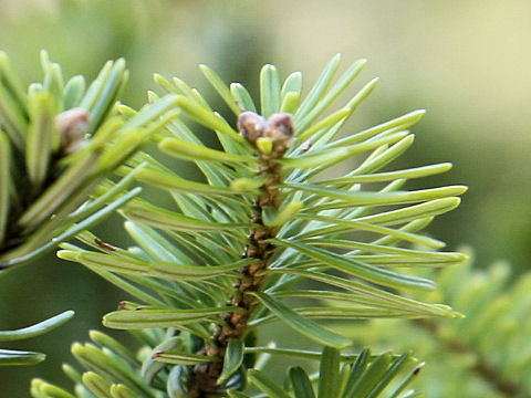 Abies homolepis