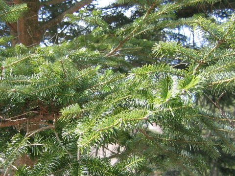 Abies homolepis