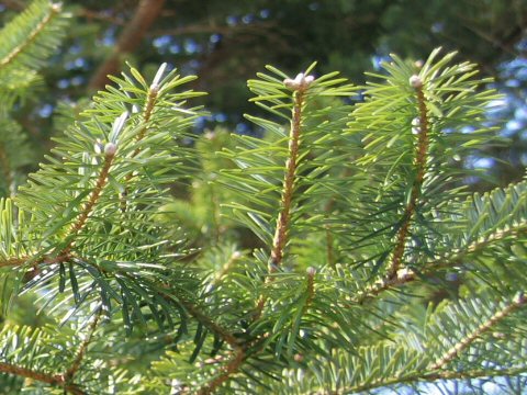 Abies homolepis