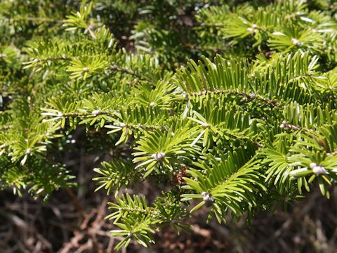 Abies homolepis