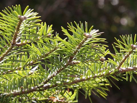 Abies homolepis