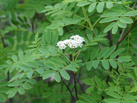 Sorbus matsumurana