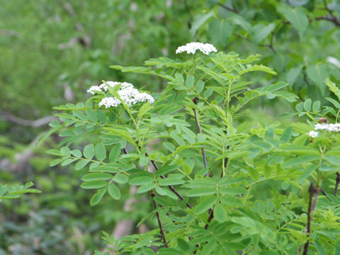 Sorbus matsumurana