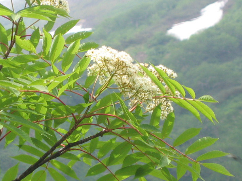 Sorbus matsumurana